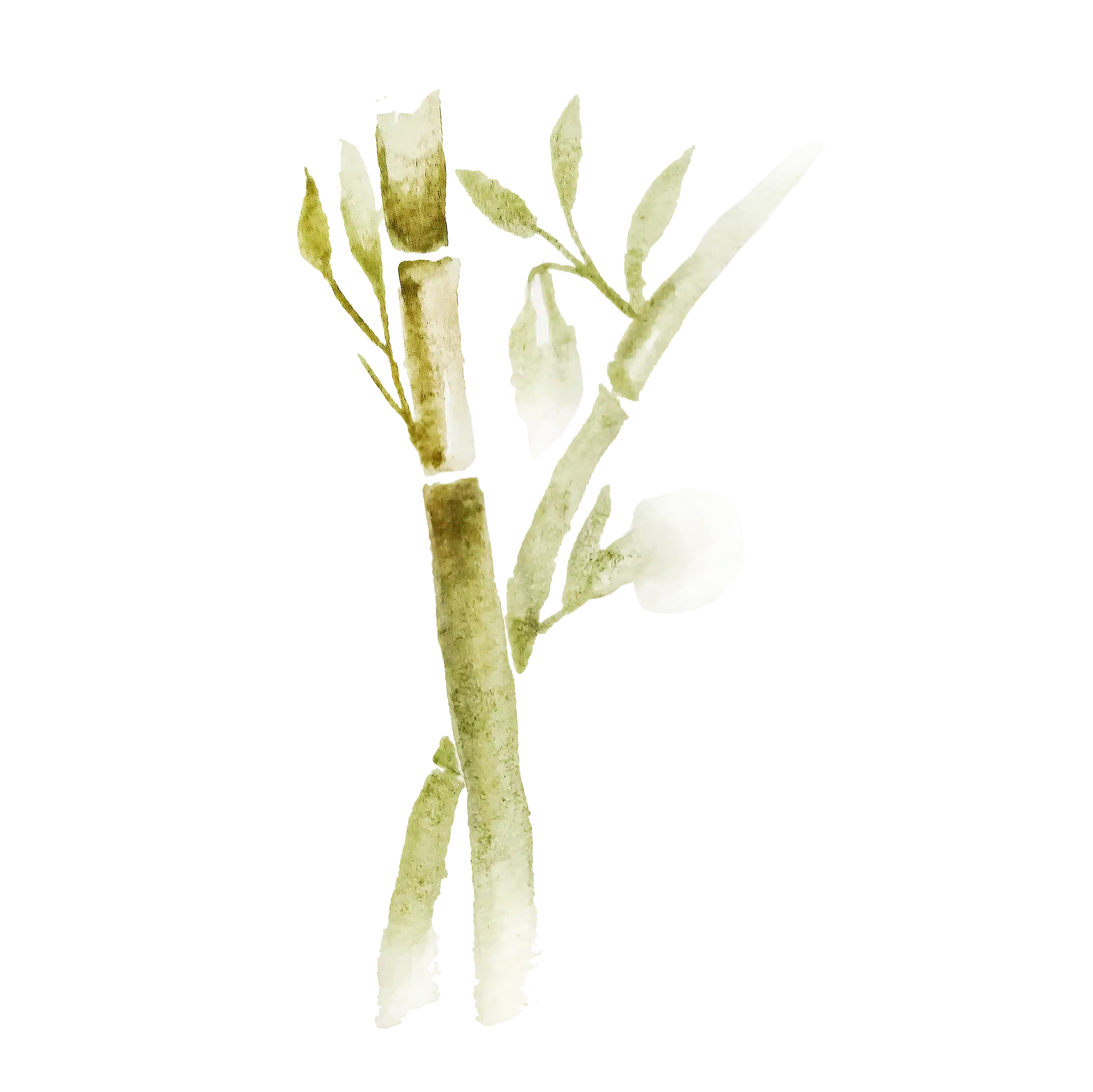 Bamboo 01